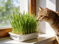 Cat Grass Growing Kit - ThreeCats