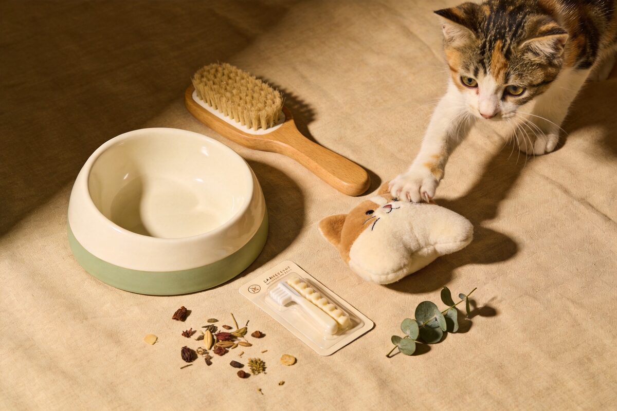 Complete kitten starter kit bundle - bowls grooming tools dental care and cozy toys